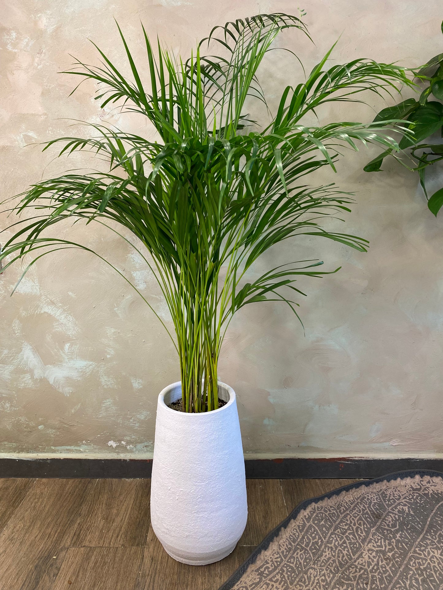 Areka palm