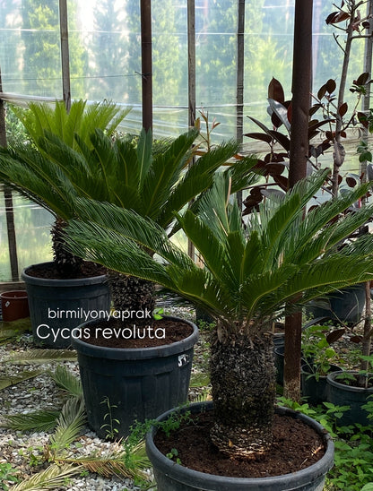 Hər növ çöl məkan bitki və ağacları