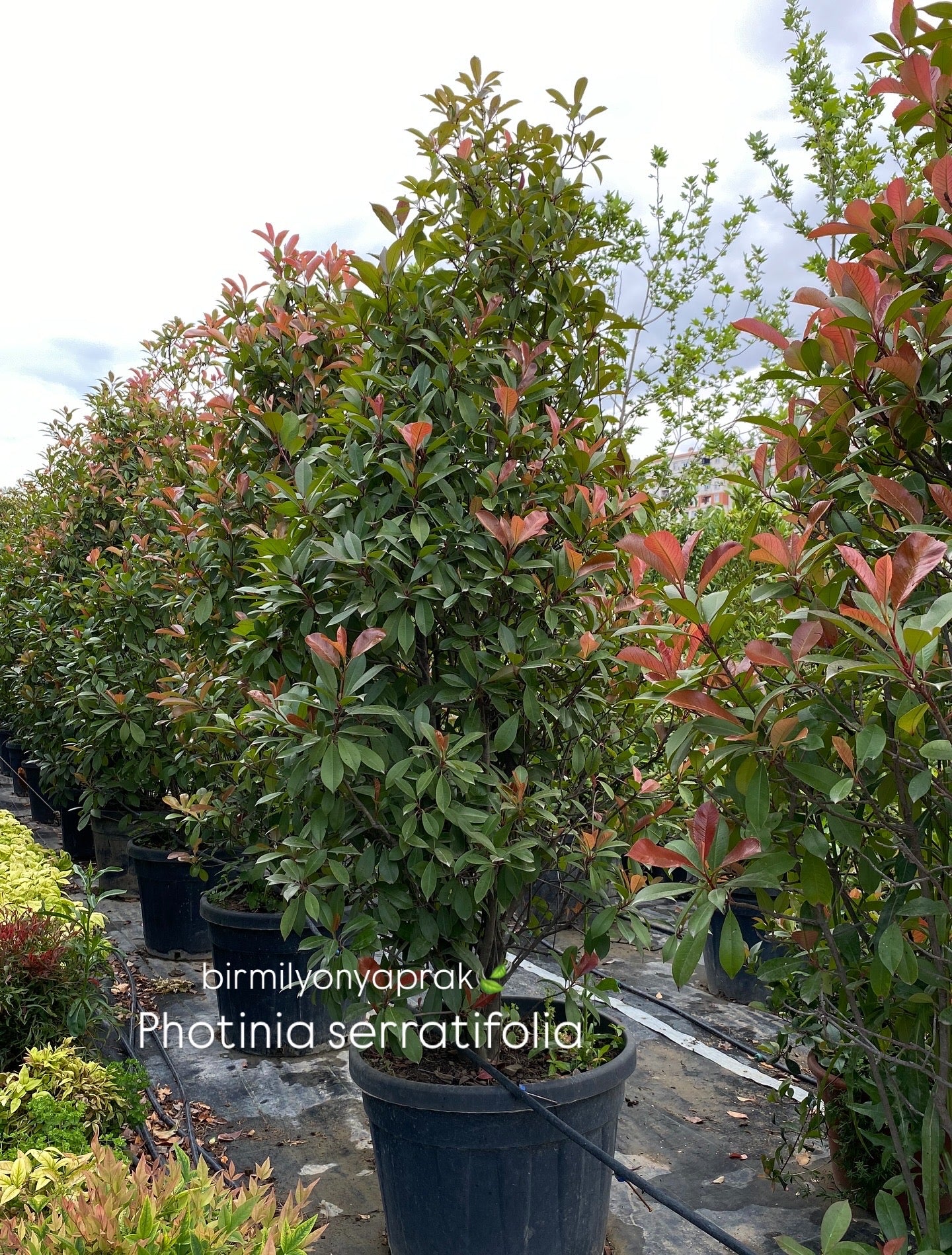 Hər növ çöl məkan bitki və ağacları