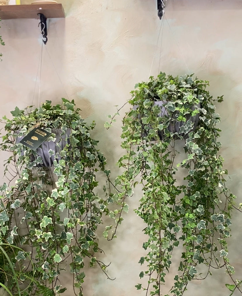 Hedera