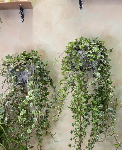 Hedera