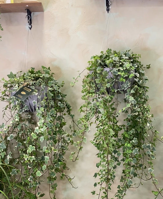 Hedera