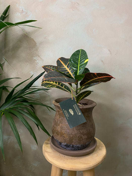 Croton