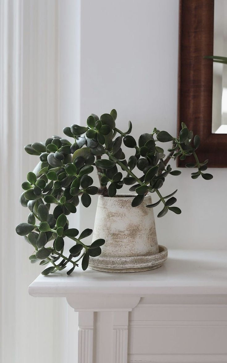 Masa üstü bitkilər