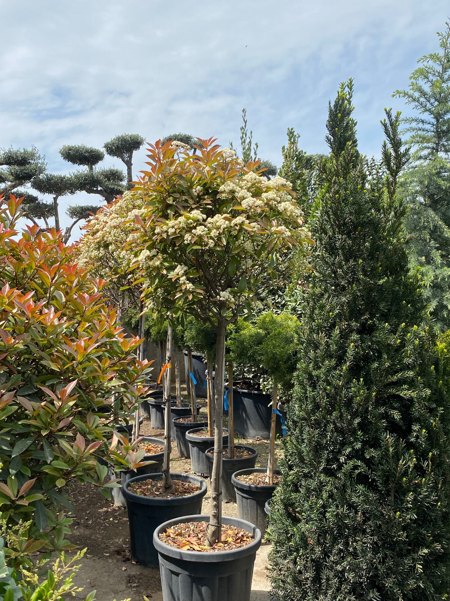 Hər növ çöl məkan bitki və ağacları