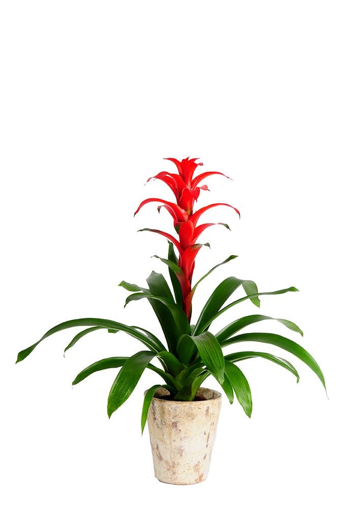 Guzmania