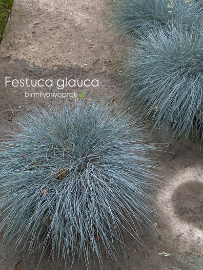 Hər növ çöl məkan bitki və ağacları