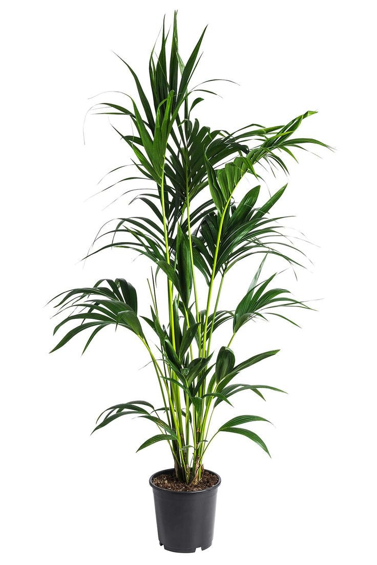 Howea palm