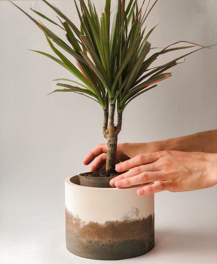 Masa üstü bitkilər