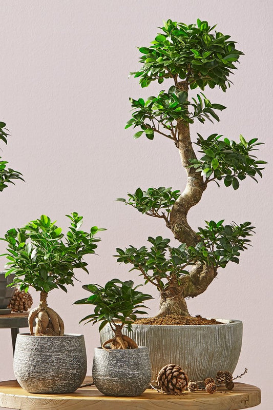 Ficus bonsai