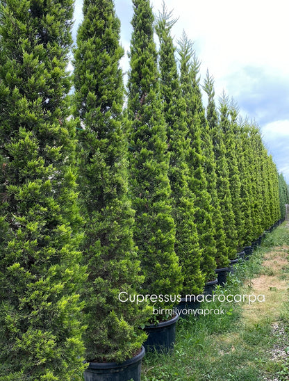 Hər növ çöl məkan bitki və ağacları