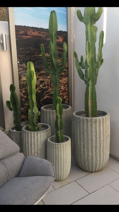 Cactus “Euphorbia”