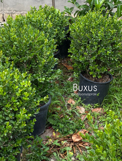 Hər növ çöl məkan bitki və ağacları