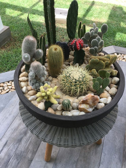 Cactus mix