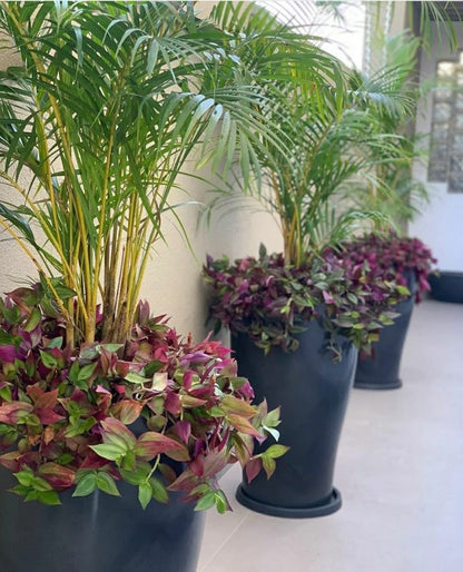 Bitki dizayn “kompozisiya”