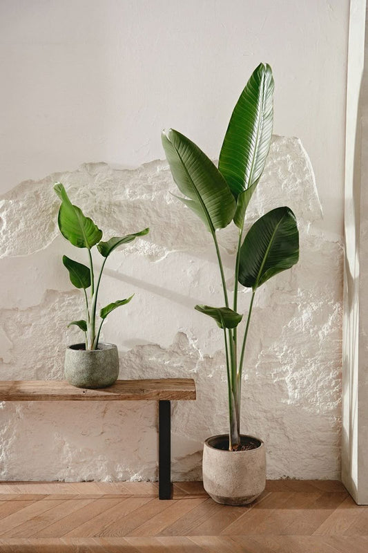 Strelitzia nicolai