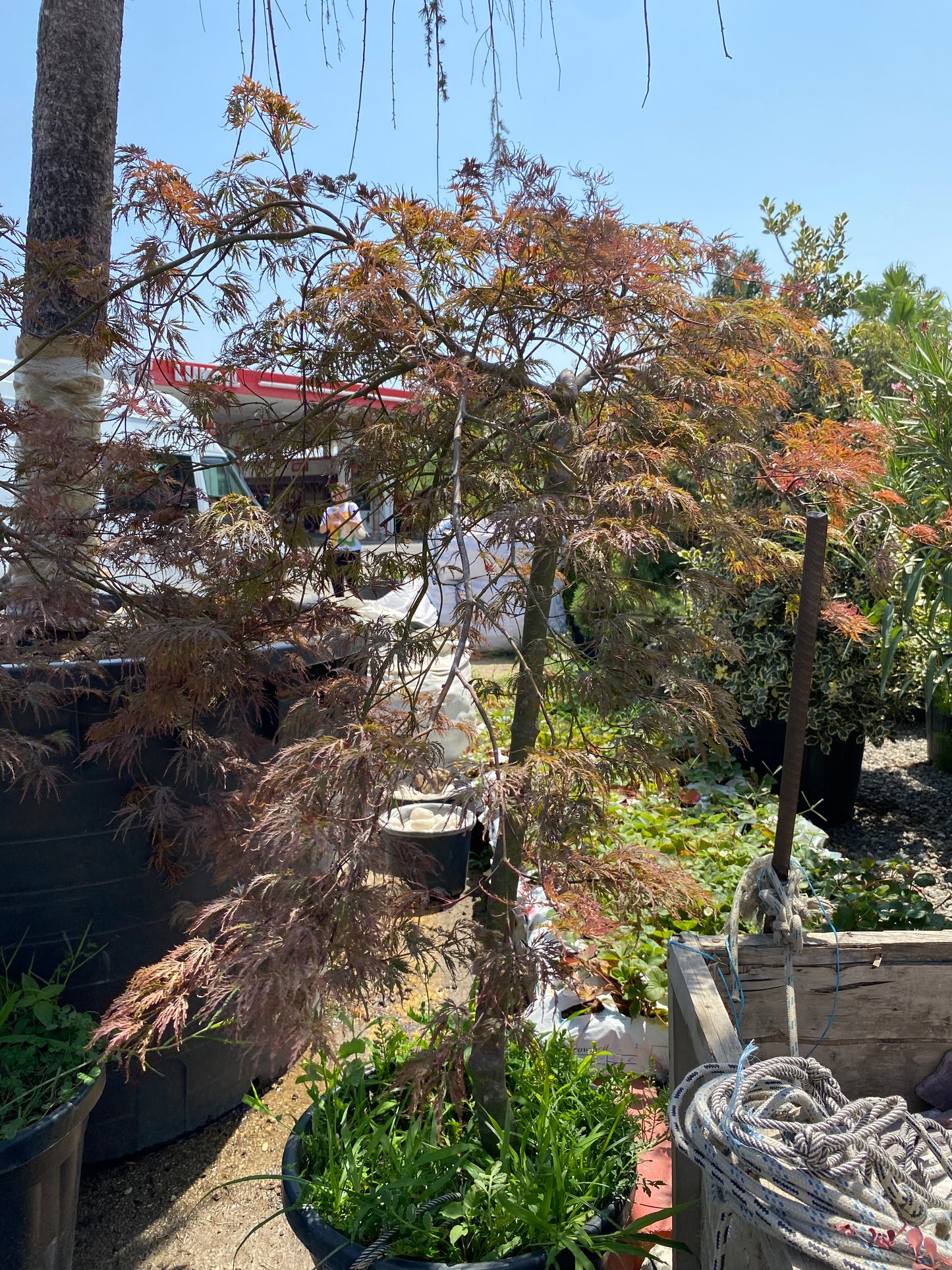 Hər növ çöl məkan bitki və ağacları