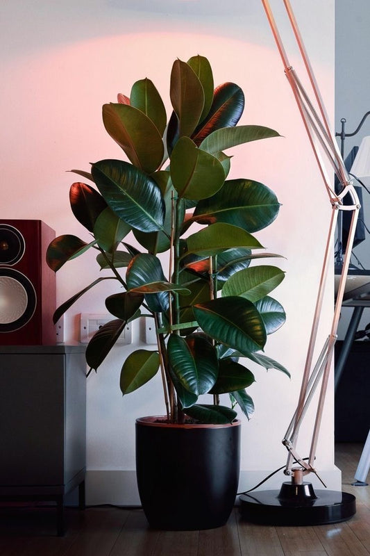 Ficus elastica