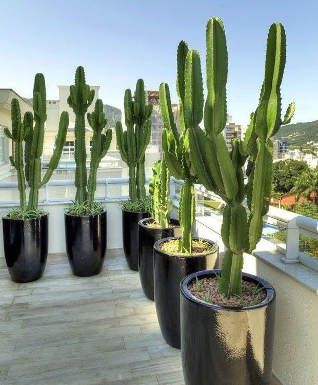 Cactus “Euphorbia”