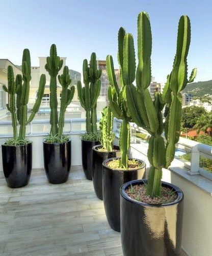 Cactus “Euphorbia”