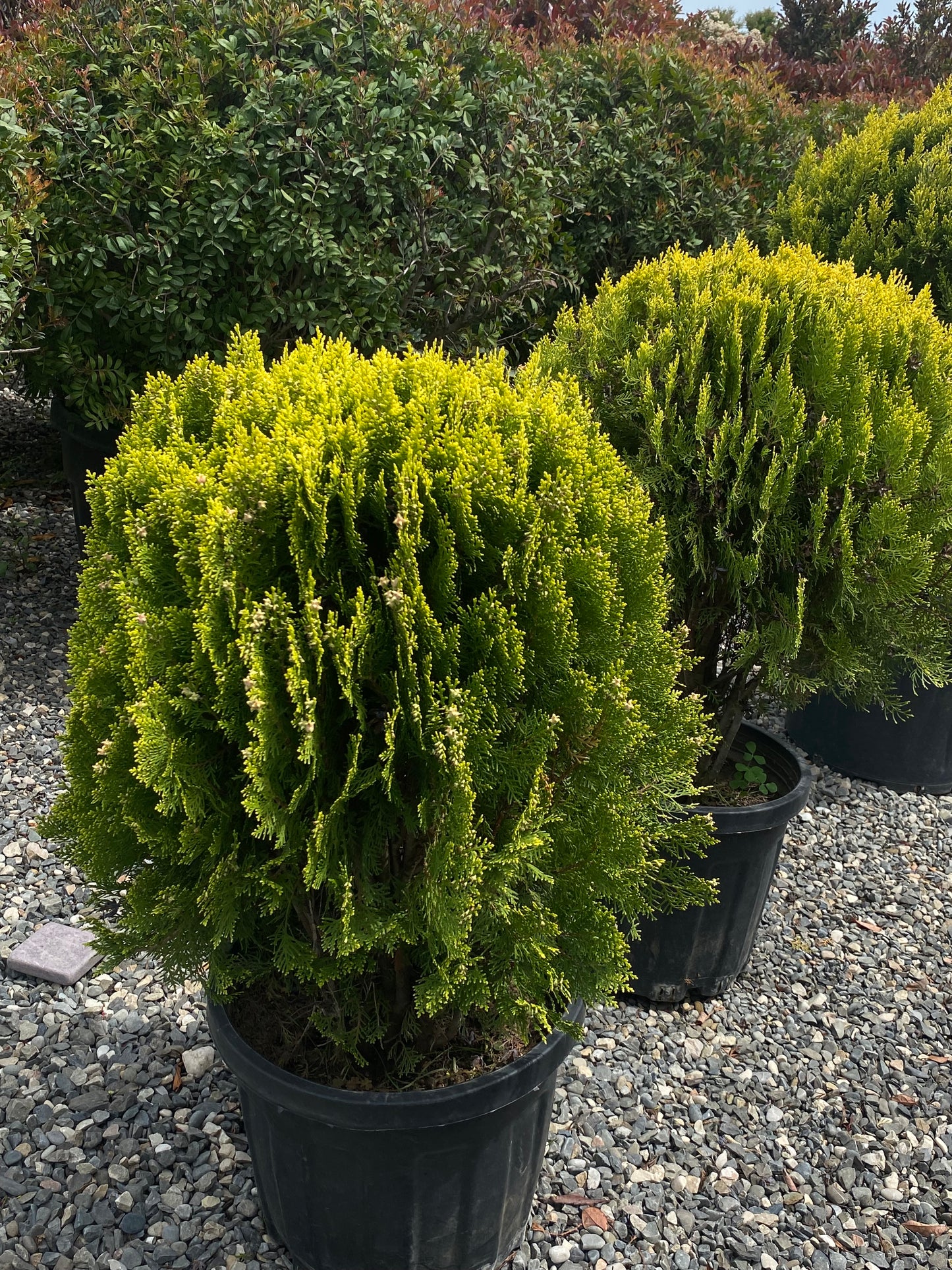 Hər növ çöl məkan bitki və ağacları