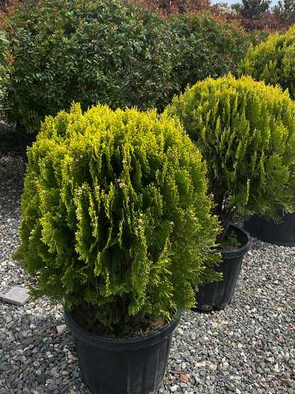 Hər növ çöl məkan bitki və ağacları