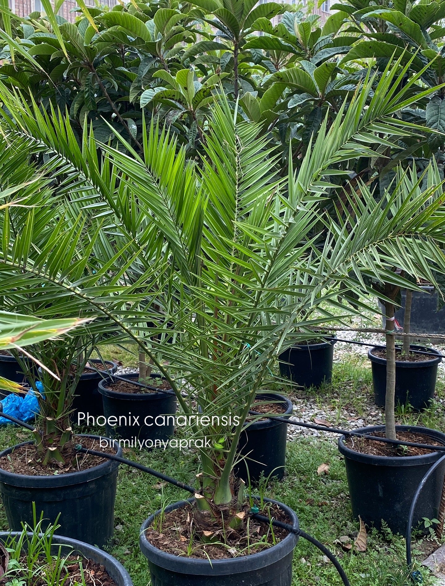 Hər növ çöl məkan bitki və ağacları