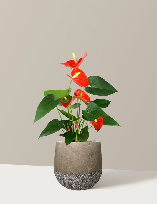Anthurium