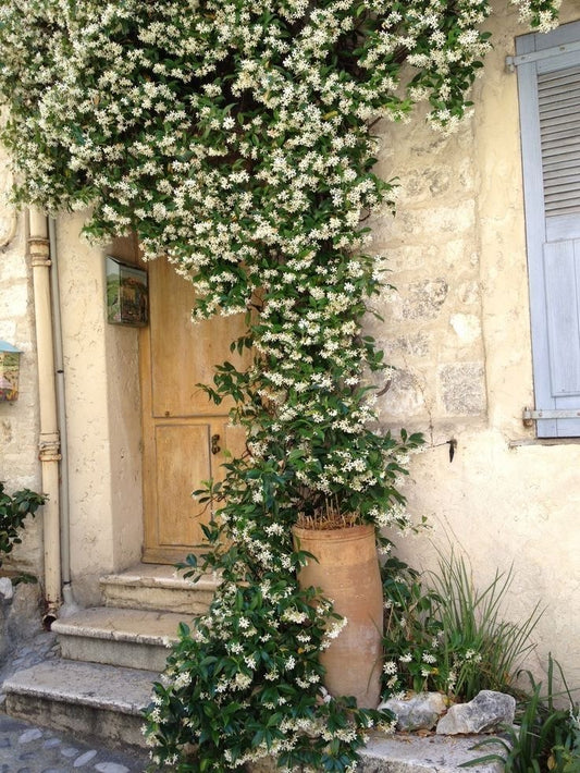 Sarmaşıq dizaynı “ Jasmin”
