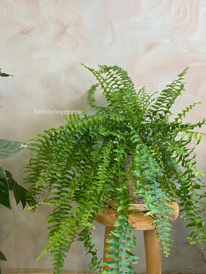 Masa üstü bitkilər