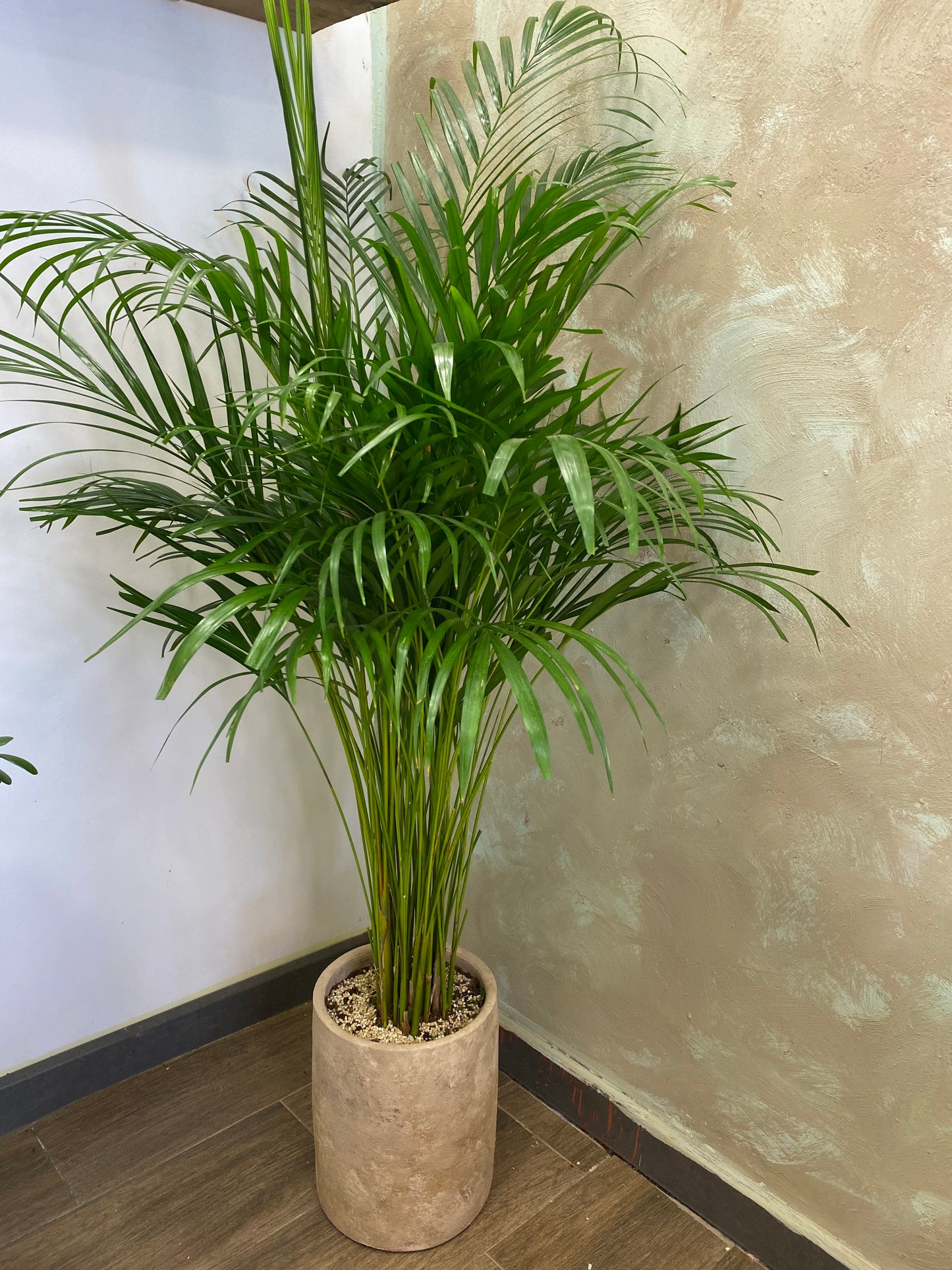 Areka palm