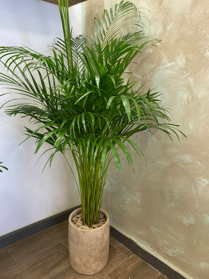 Areka palm