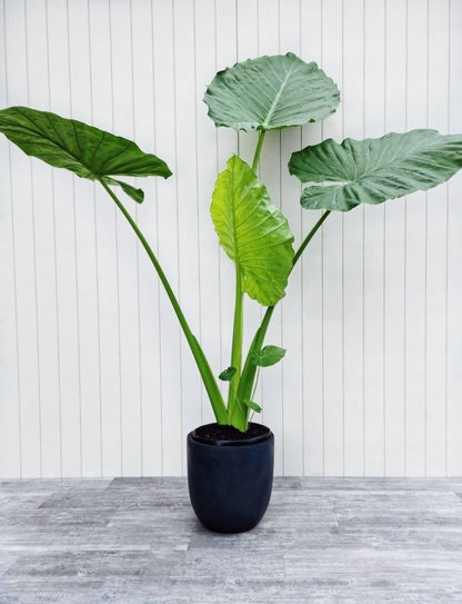 Alocasia
