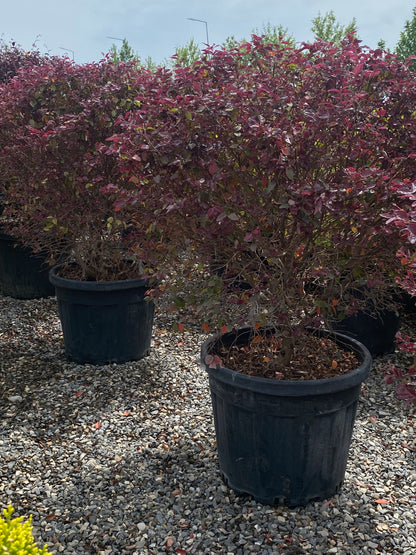 Hər növ çöl məkan bitki və ağacları