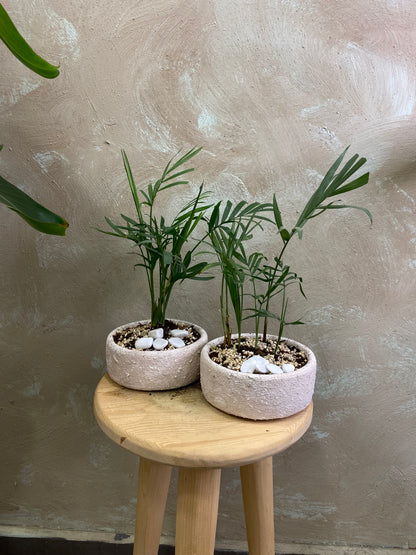 Masa üstü bitkilər