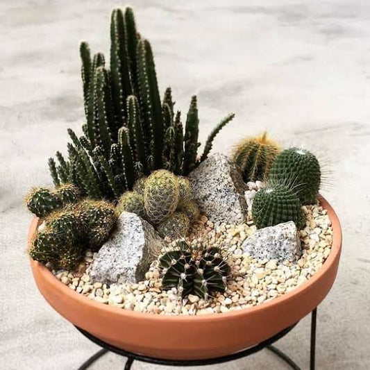 Cactus mix