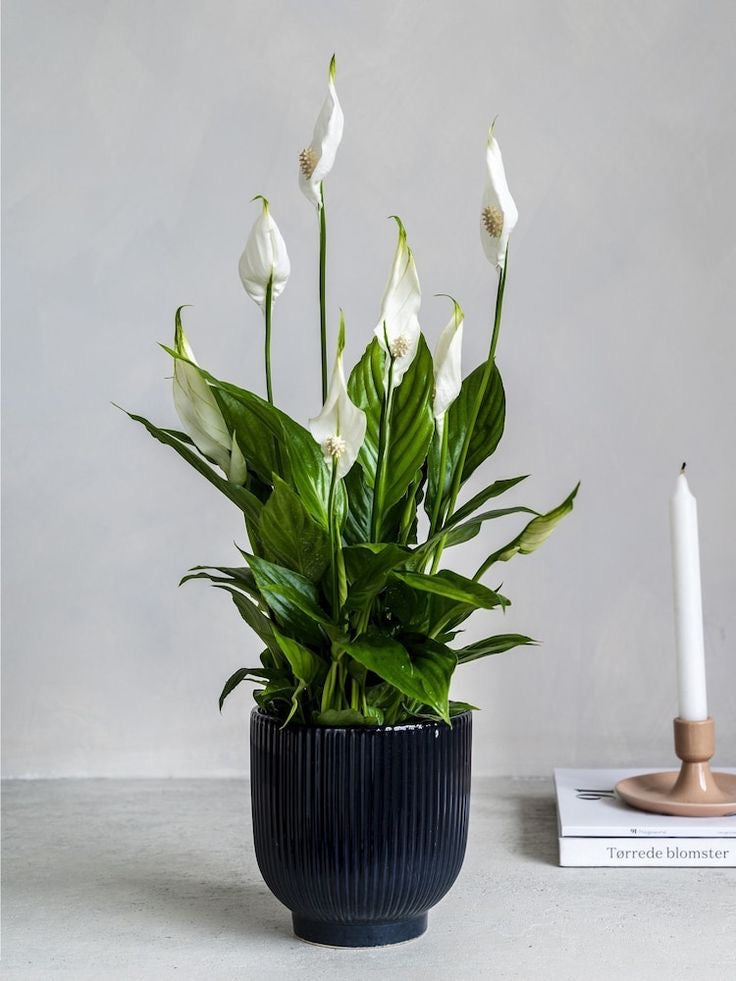 Masa üstü bitkilər