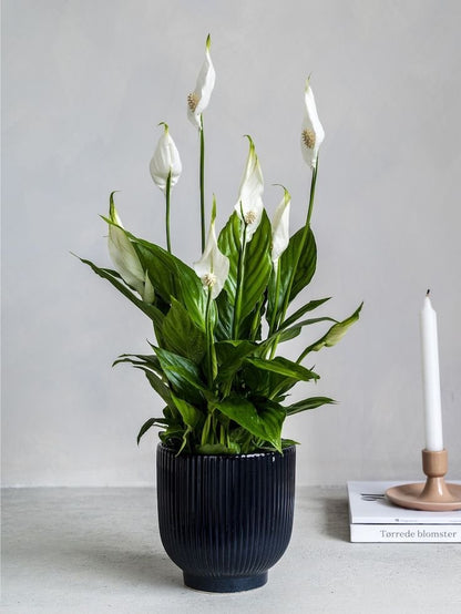 Masa üstü bitkilər