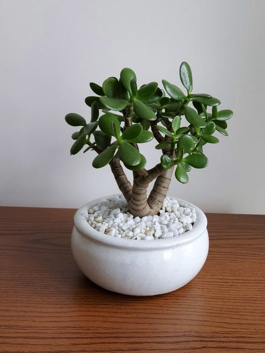 Crassula