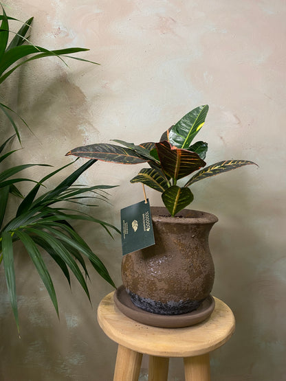 Croton