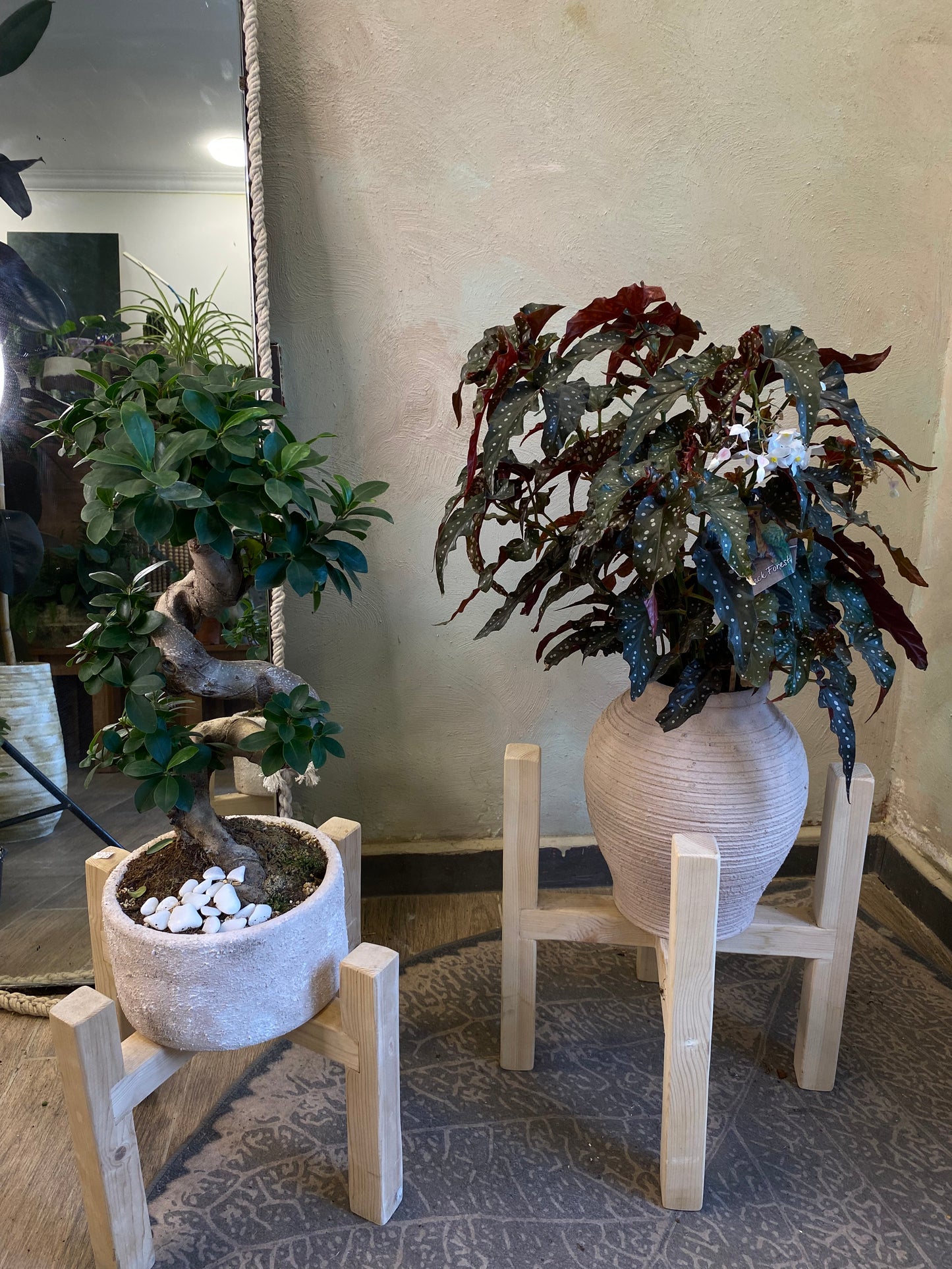 Bonsai & Begonia