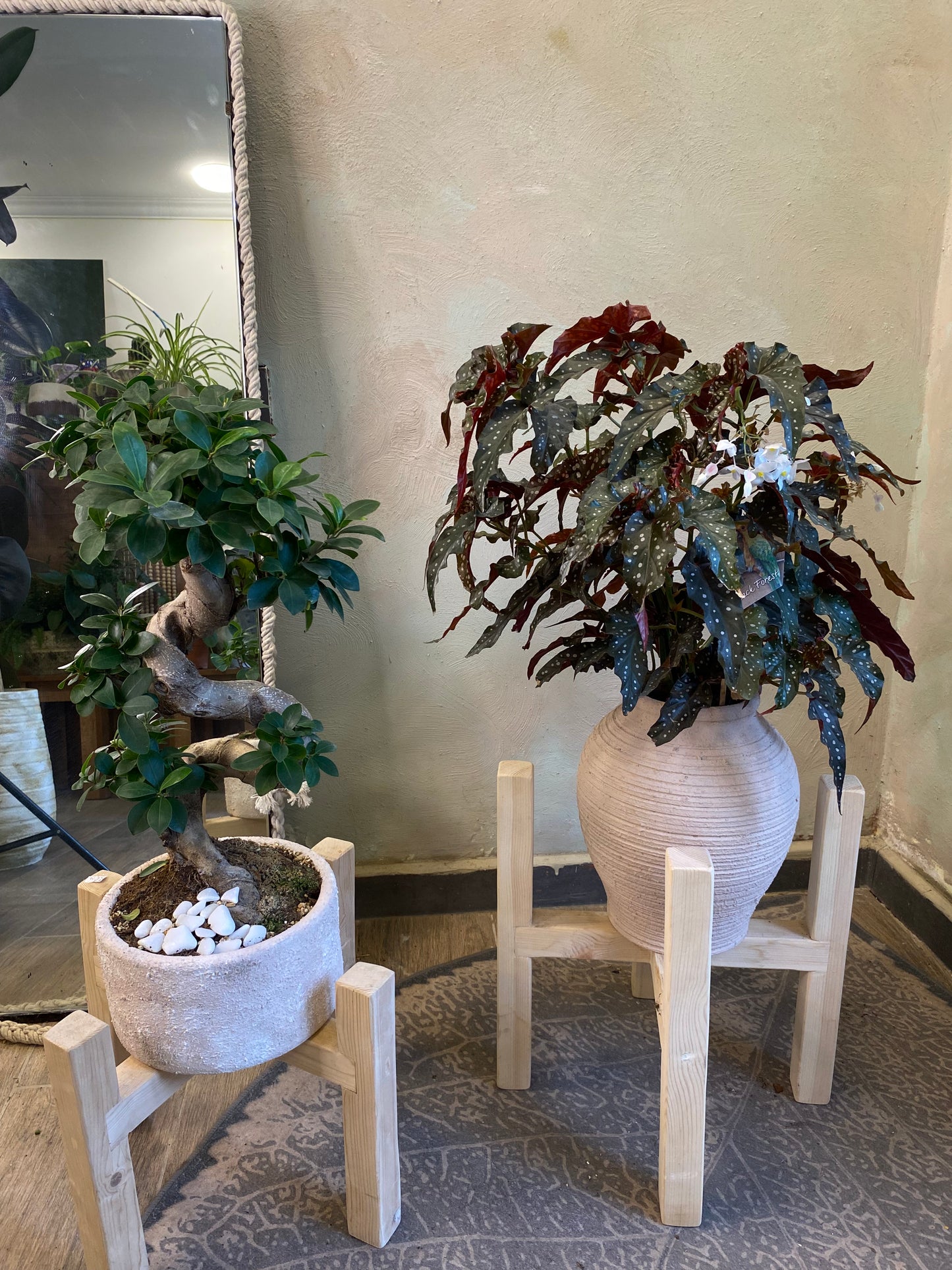 Bonsai & Begonia