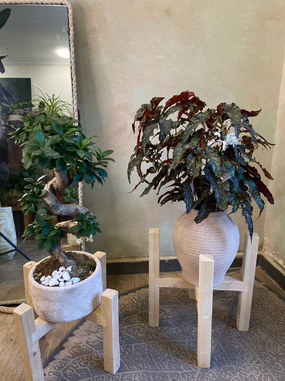 Bonsai & Begonia