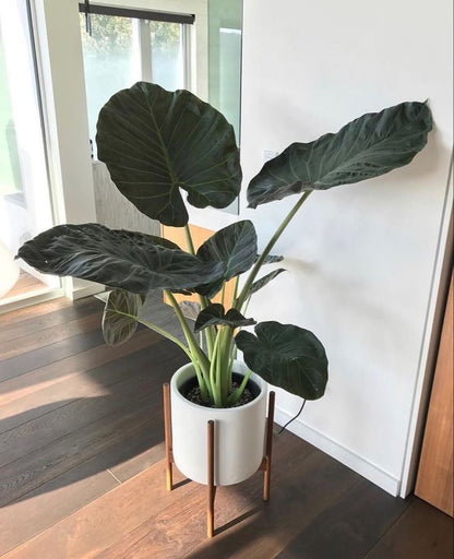 Alocasia