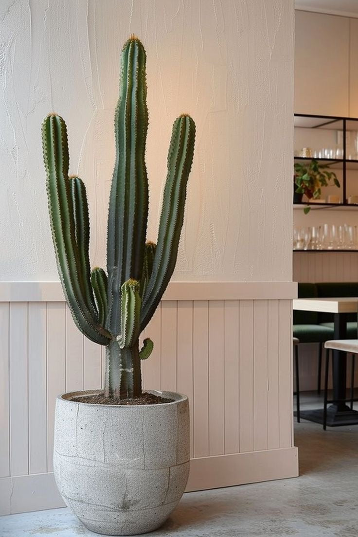 Cactus “Euphorbia”