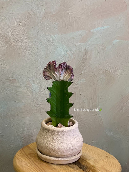 Masa üstü bitkilər