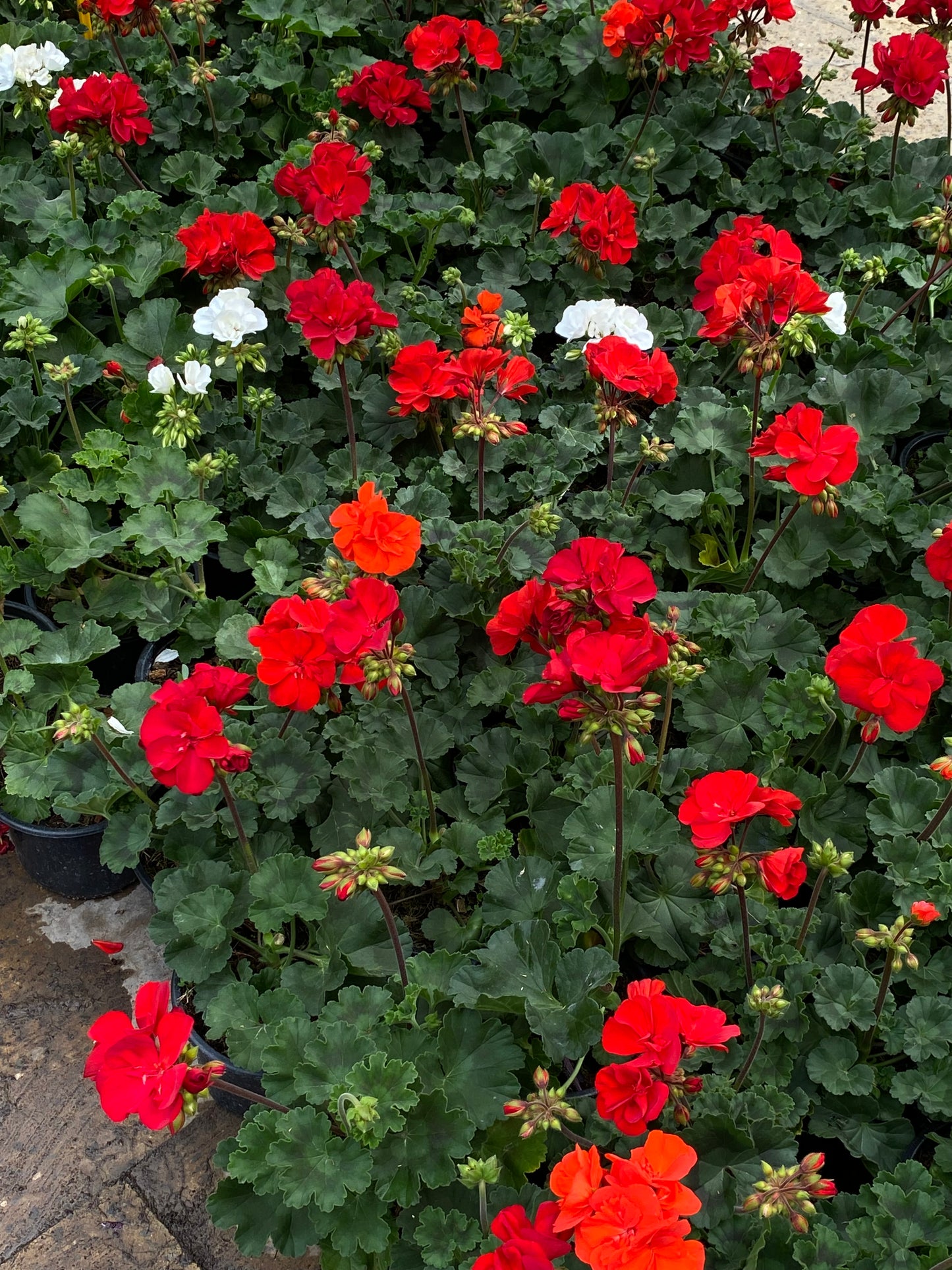 Hər növ çöl məkan bitki və ağacları