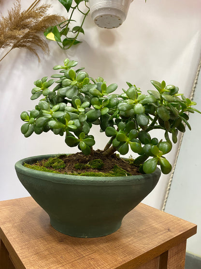Crassula