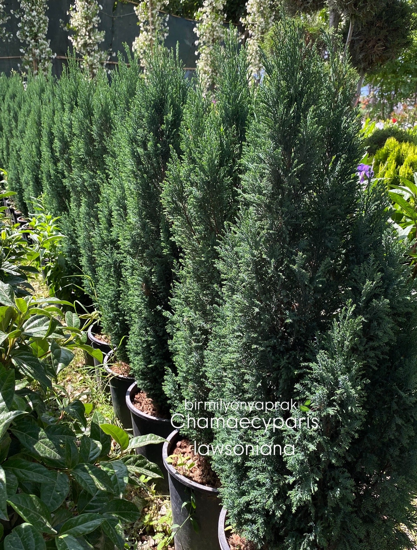 Hər növ çöl məkan bitki və ağacları