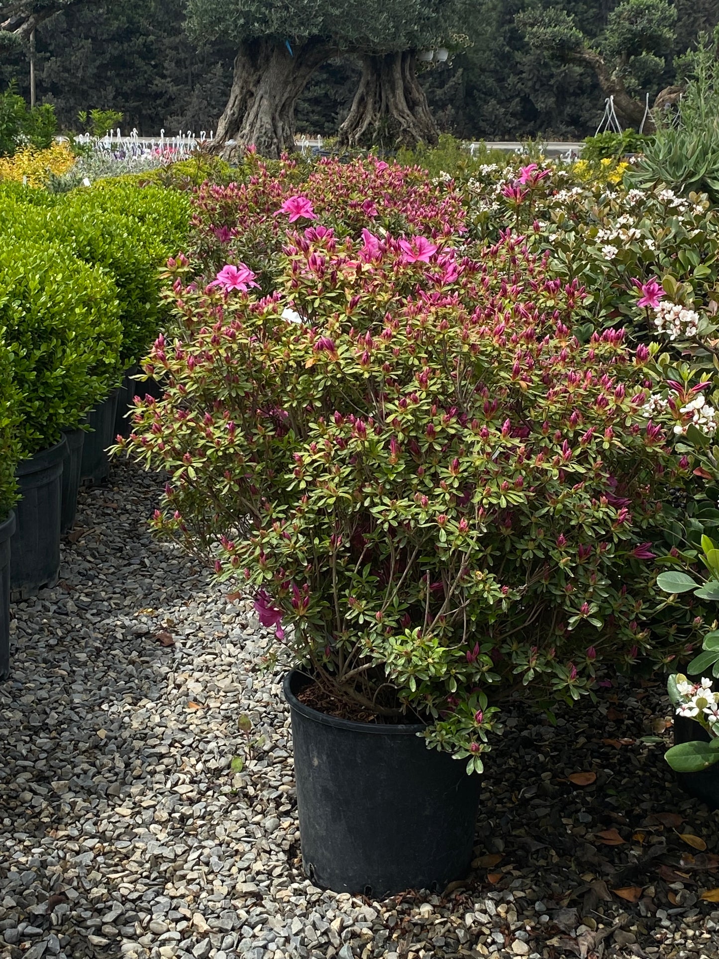 Hər növ çöl məkan bitki və ağacları